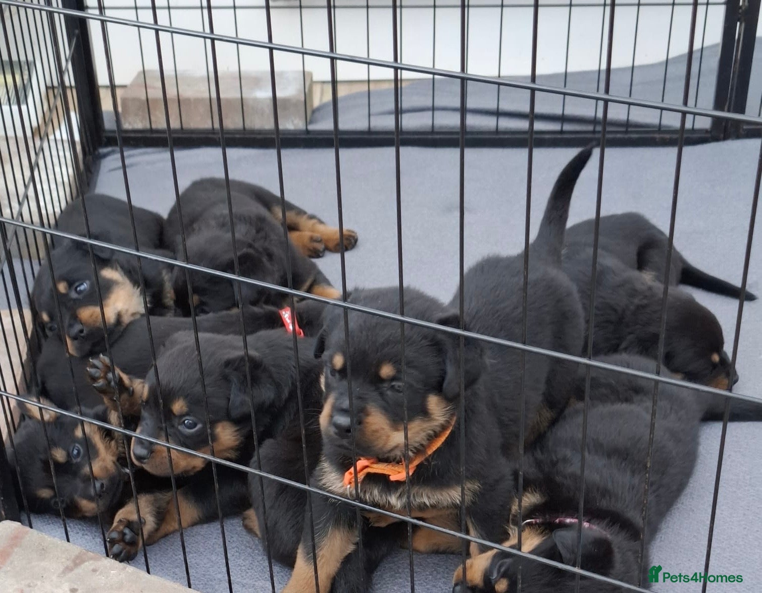 Rottweiler dogs 3 Males and 1 Female available!  - Advert 1