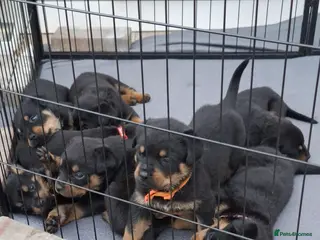 Rottweiler dogs 3 Males and 1 Female available! - Advert 1