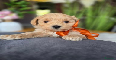 Maltipoo dogs - Advert 9