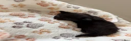 Mixed Breed cats for sale: Gorgeous Black & White Kittens – Boys & Girls - Advert 29