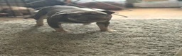 French Bulldog dogs for sale: French bulldogs  - Advert 2