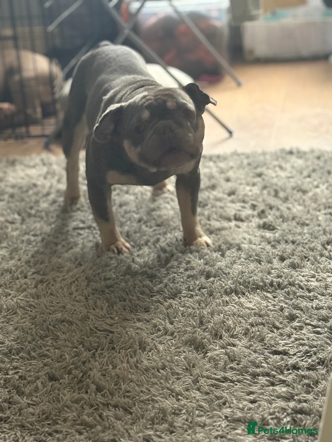 French Bulldog dogs for sale: French bulldogs  - Advert 2