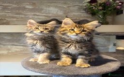 Maine Coon cats for sale: XL Russian Cubs 🇷🇺 ❤️ - Advert 17