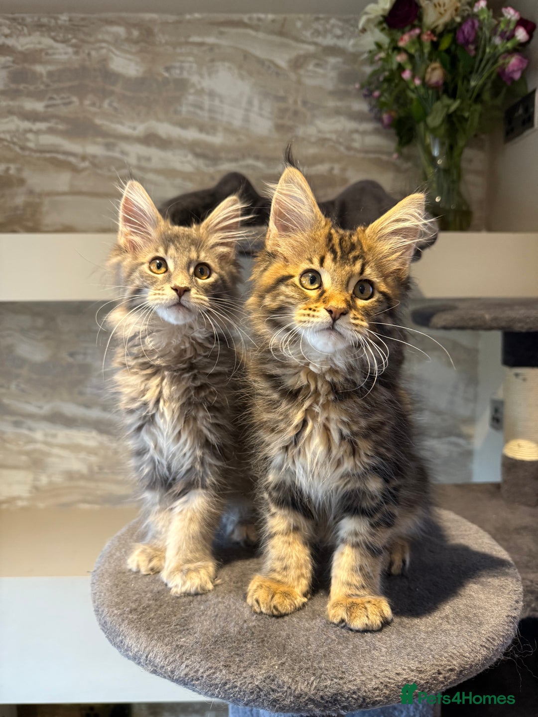 Maine Coon cats for sale: XL Russian Cubs 🇷🇺 ❤️ - Advert 17