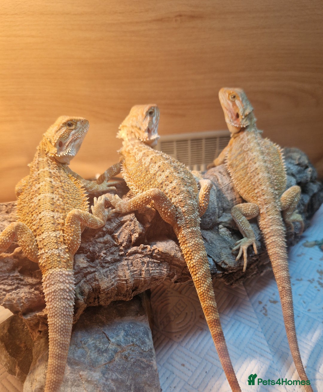Bearded Dragon reptiles for sale: Beautiful Bearded Dragons - Advert 4