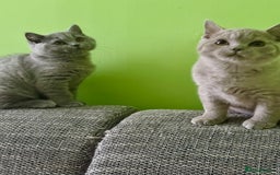 British Shorthair cats for sale: Beautiful British Shorthair kittens - Image 11