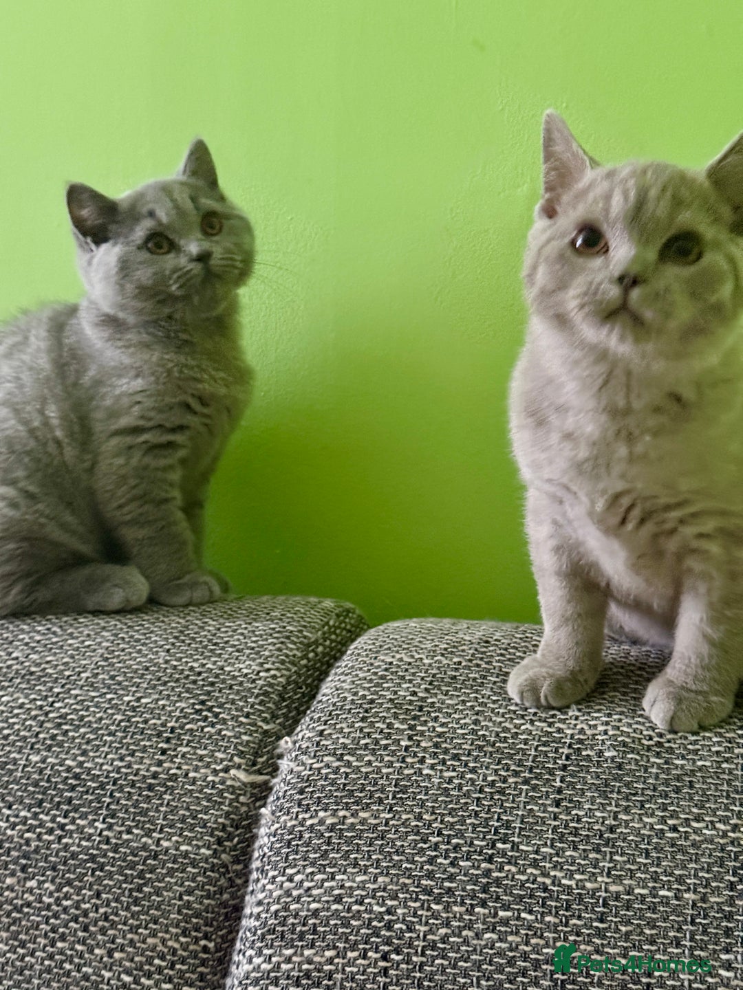 British Shorthair cats for sale: Beautiful British Shorthair kittens - Image 11