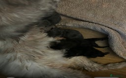 Maine Coon cats for sale: Beautiful Mainecoon kittens - Image 6