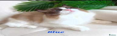 Ragdoll 2
