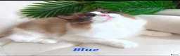 Ragdoll cats for sale: Tica registered exceptional  Ragdolls  - Advert 34