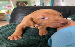 Hungarian Vizsla dogs for sale: 4 adorable Hungarian vizsla BOYS available - Image 25