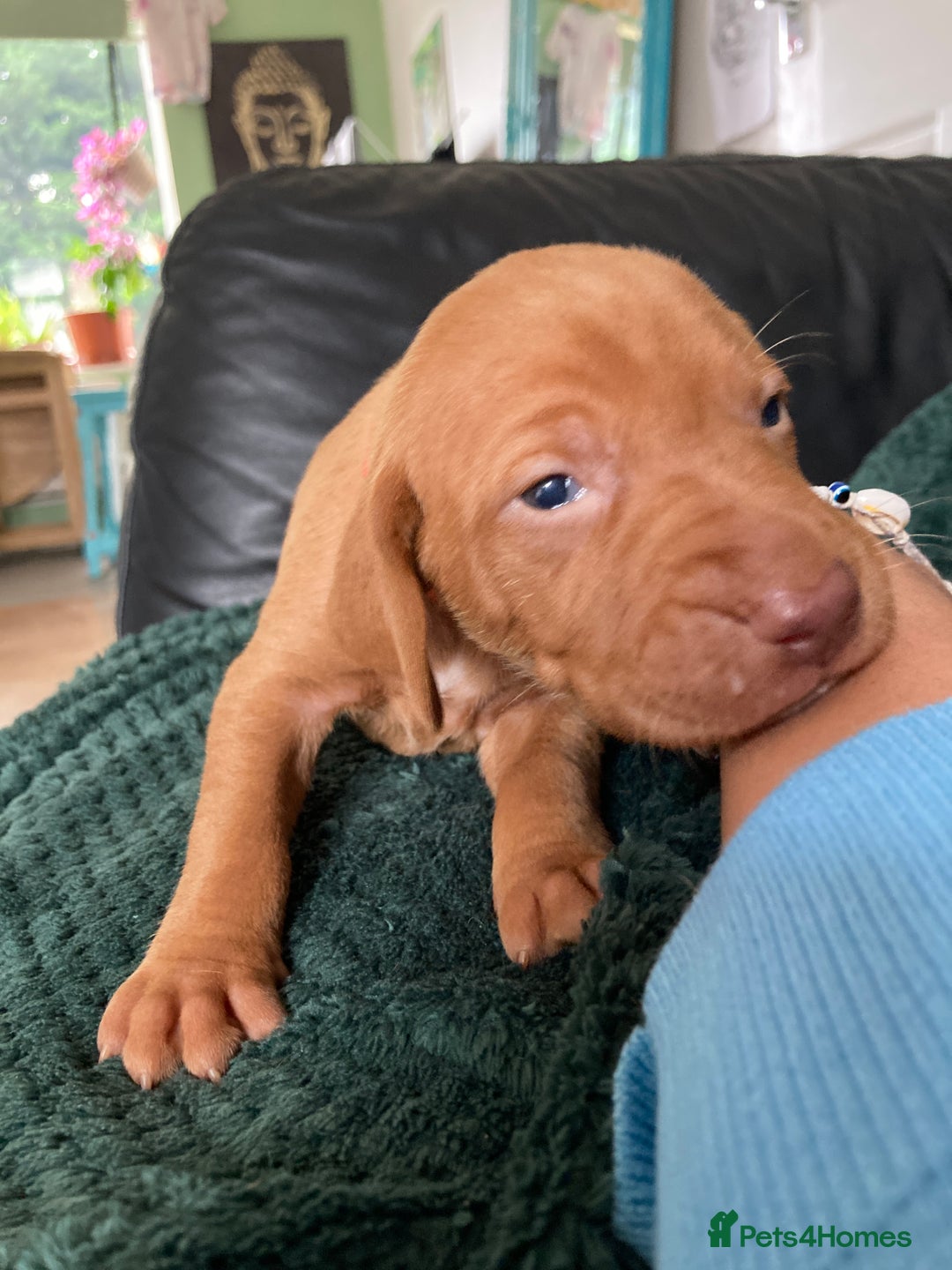 Hungarian Vizsla dogs for sale: 4 adorable Hungarian vizsla BOYS available - Image 25