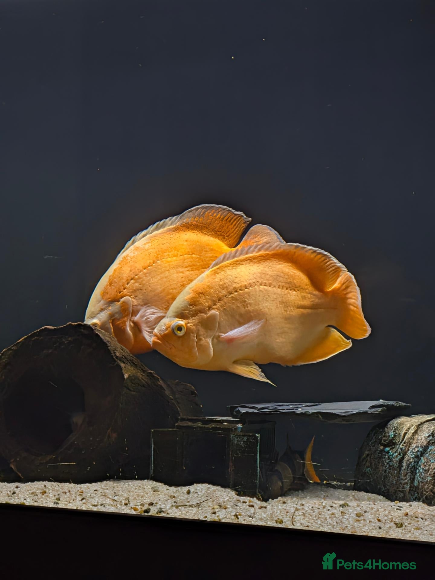 Cichlids fish South American cichlid's  - Advert 2