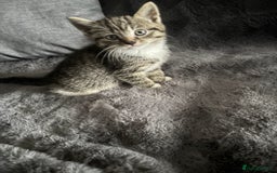 Mixed Breed cats for sale: Litter off 5 half bengal kittens  - Image 8