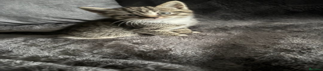 Mixed Breed Kitten 2