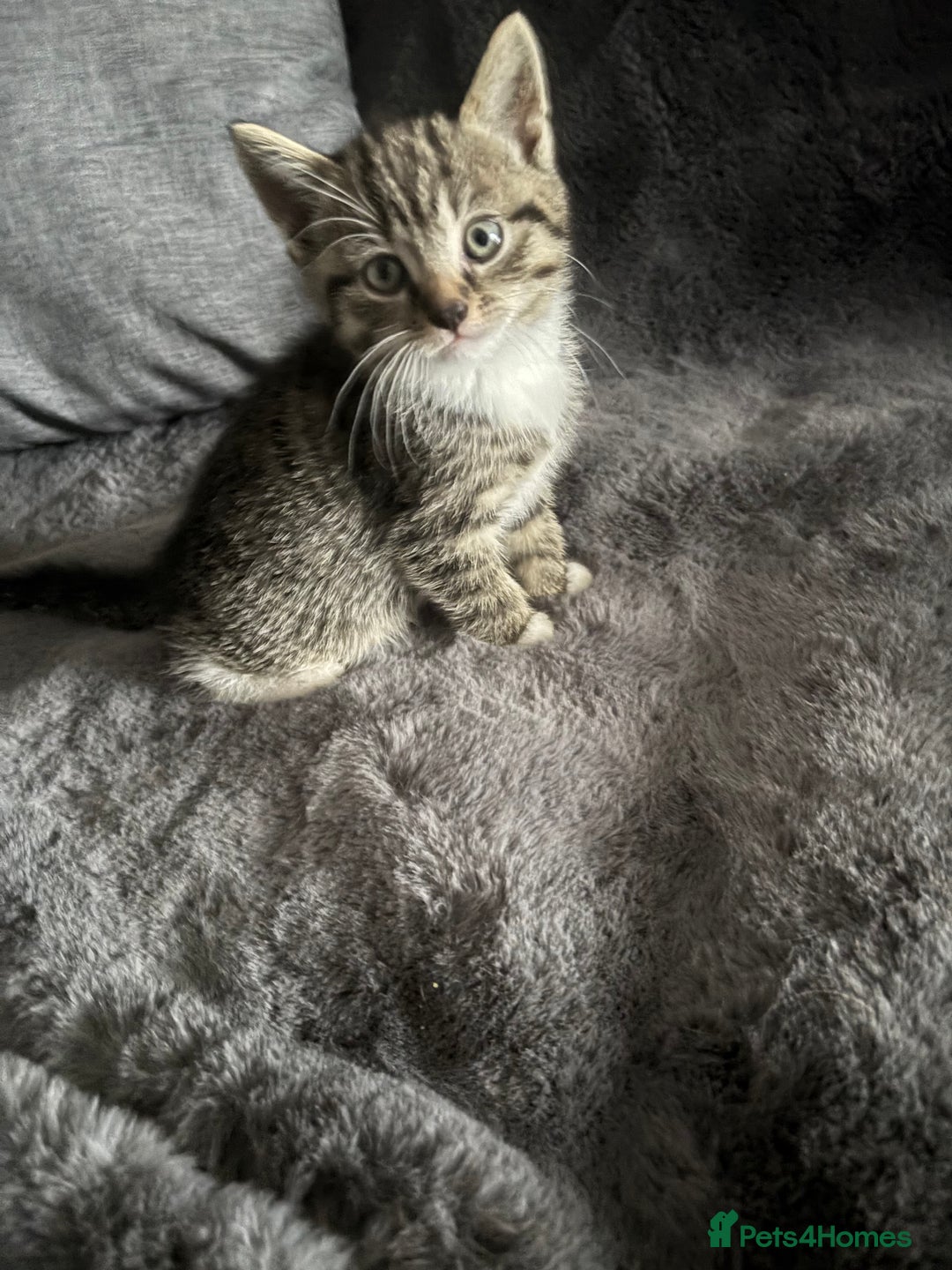 Mixed Breed cats for sale: Litter off 5 half bengal kittens  - Image 8