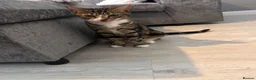 Mixed Breed cats for sale: Kittens for sale  - Advert 14