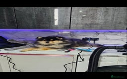 Pomsky dogs for sale: Pomsky puppies very small toy size F3  - Image 15