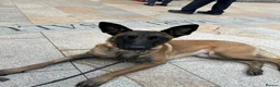Belgian Shepherd Dog dogs for sale: Full trained lovely family Mali looking for a home - Advert 6