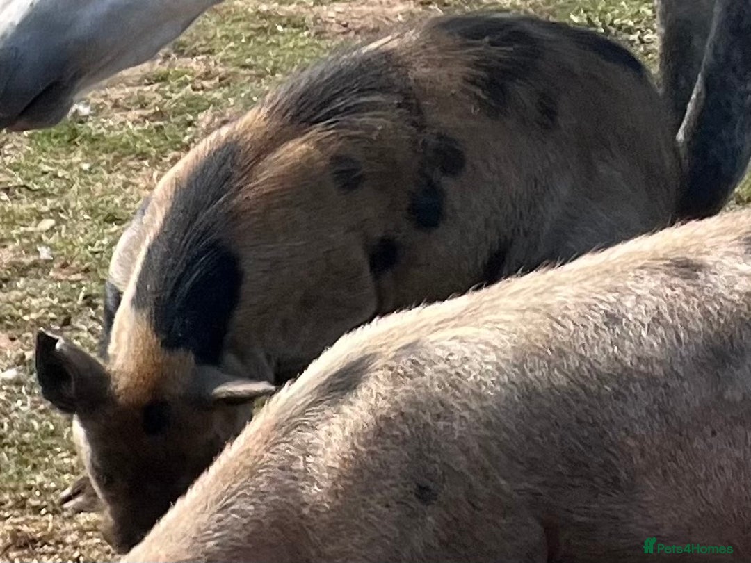 Pig livestock for sale: Kune kune cross, different ages/prices - Image 6