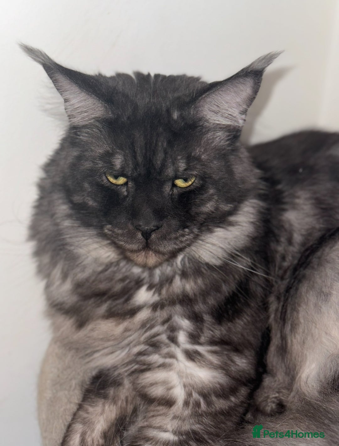 Maine Coon cats for sale: 4 beautiful Smoke gray Maine coon kittens for sale - Image 5