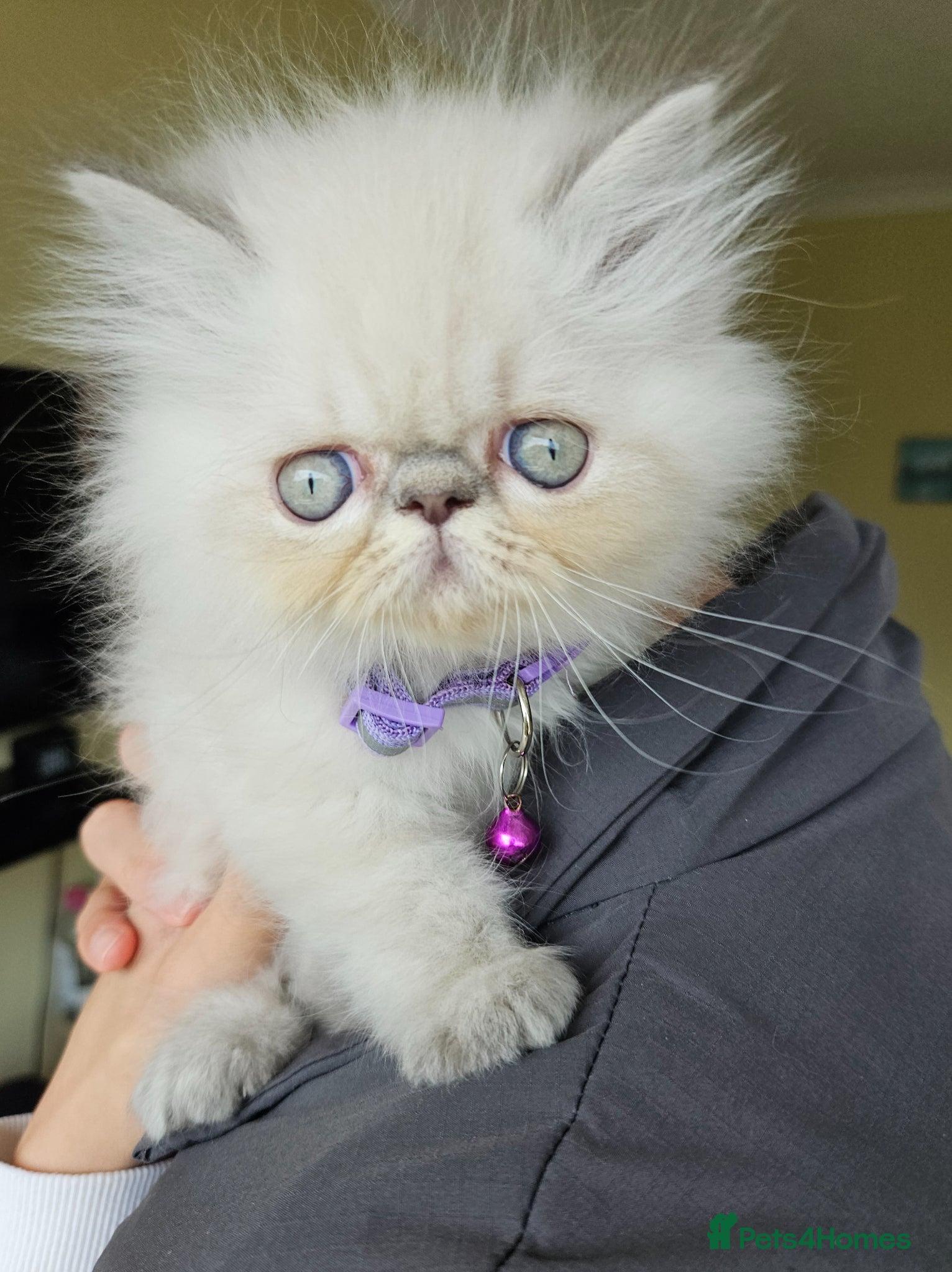 Persian cats Stunning Pedigree Persian Kittens  - Advert 9