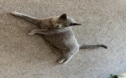 British Shorthair cats for sale: Purebred British Shorthair Male cat - Advert 5