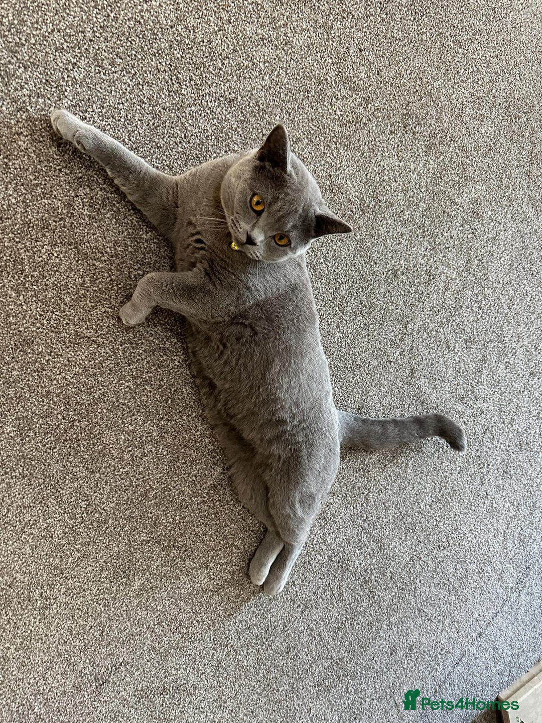 British Shorthair cats for sale: Purebred British Shorthair Male cat - Advert 5