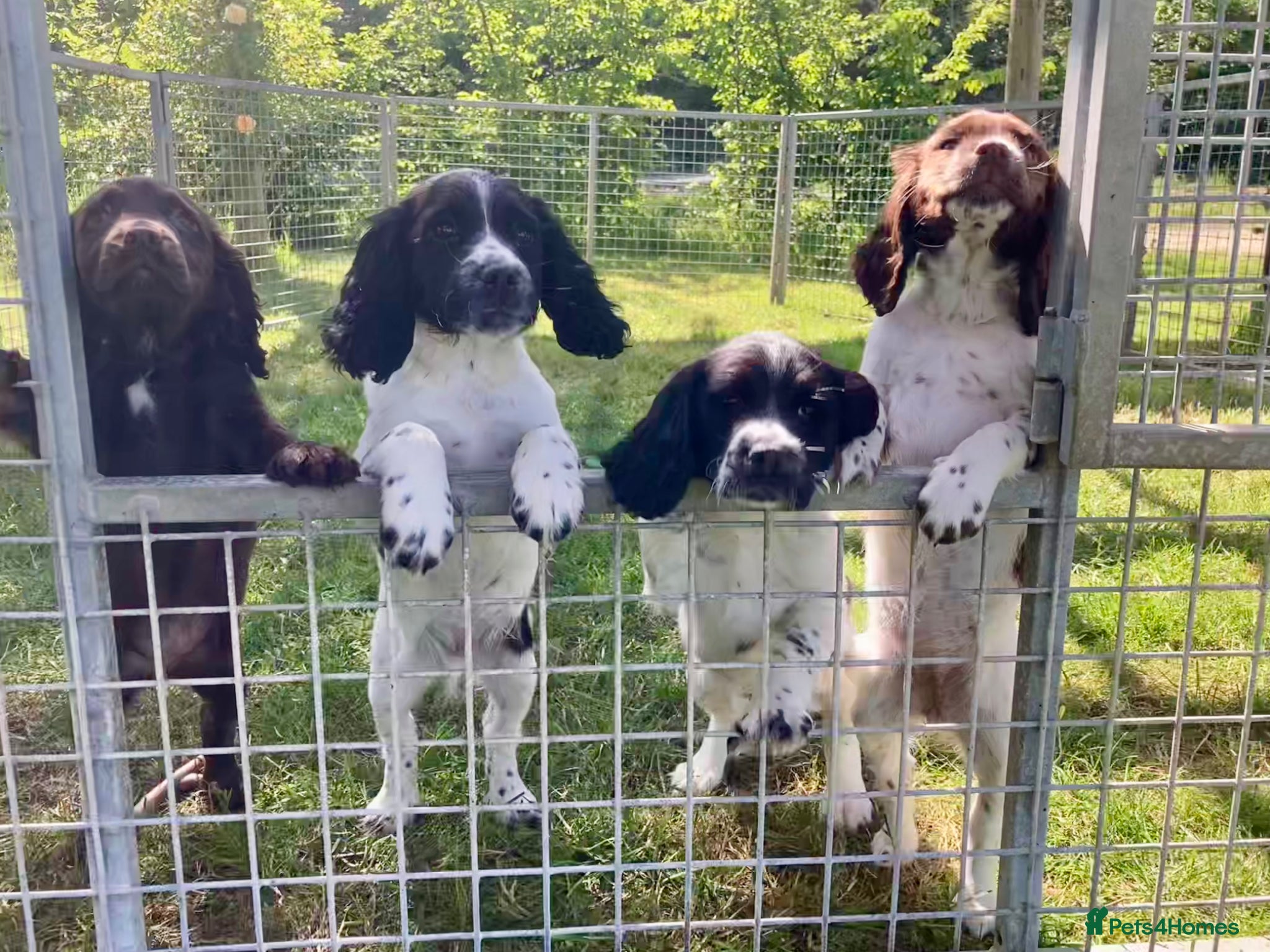 Sprocker dogs Sprocker Spaniel puppies  - Advert 1