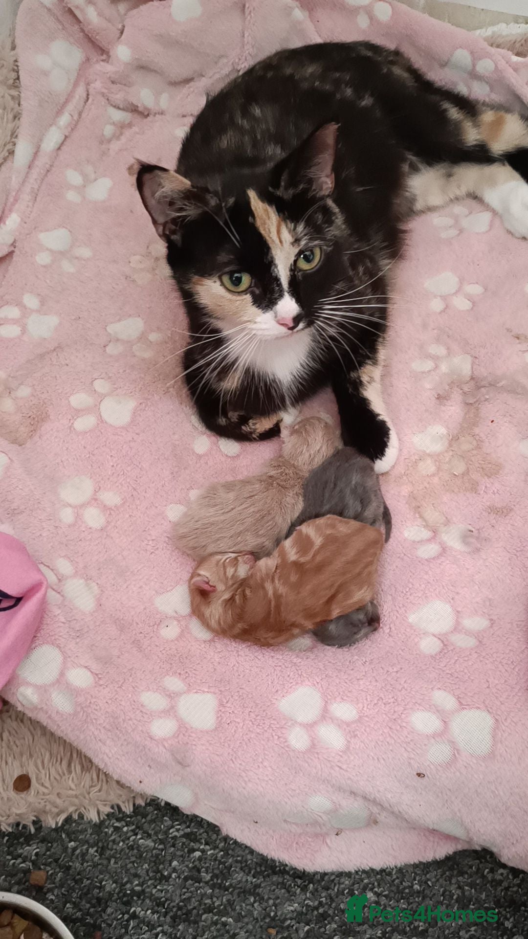 Mixed Breed cats Gorgeous male kittens  - Advert 2