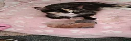 Mixed Breed cats for sale: Gorgeous male kittens  - Advert 1