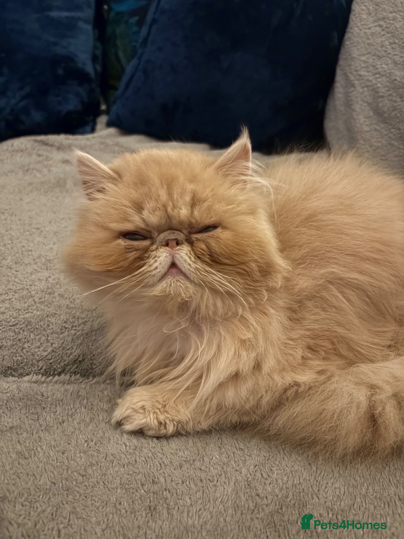 Persian cats 1 year old champagne pure breed Persian boy  - Advert 1