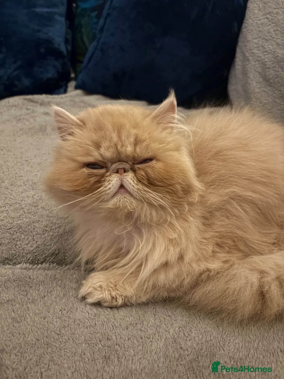 Persian cats for sale: 1 year old champagne pure breed Persian boy  - Advert 1