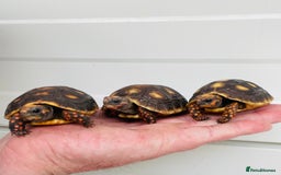 Tortoise reptiles for sale: Baby cherry headed red footed Tortioes  - Image 2