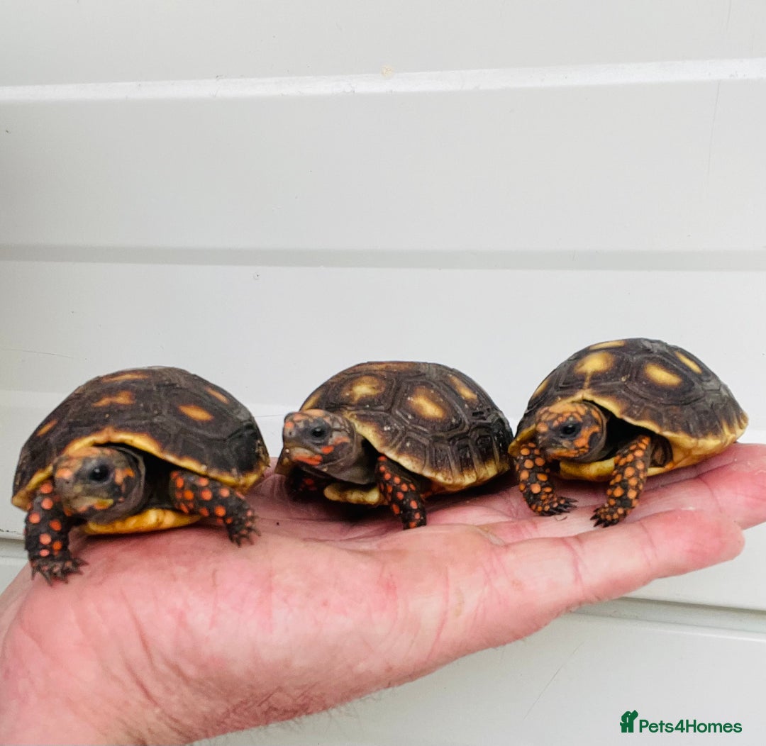 Tortoise reptiles for sale: Baby cherry headed red footed Tortioes  - Image 2