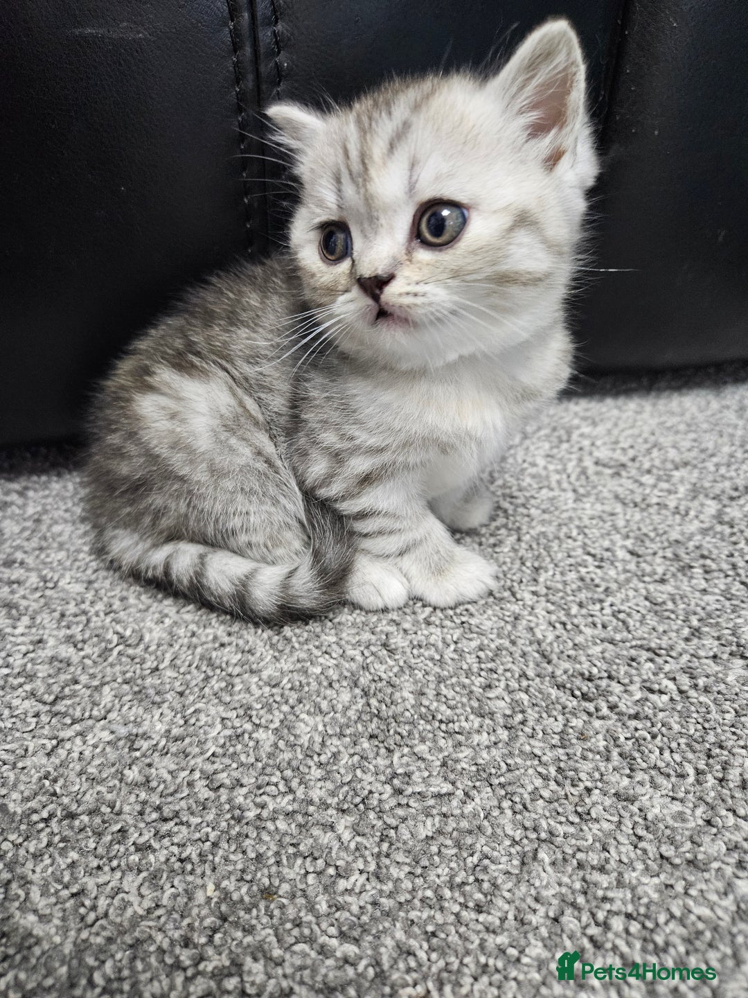 Scottish Fold cats for sale: Adorable Scottish fold Straight Ears Kittens  - Image 10