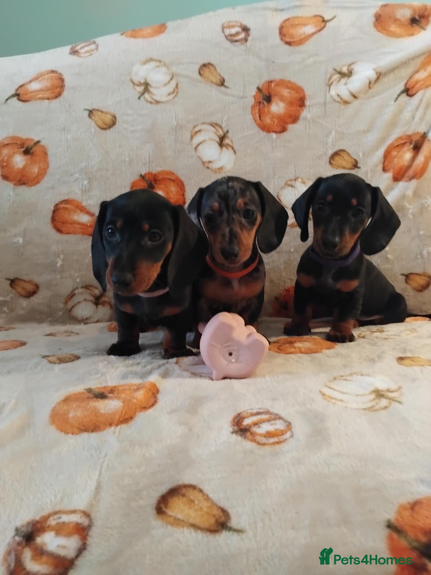 Miniature Dachshund dogs Miniat Dachshund puppy READY TO LEAVE  - Advert 2