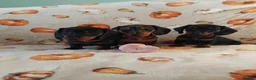Miniature Dachshund dogs for sale: Miniat Dachshund puppy READY TO LEAVE  - Advert 1