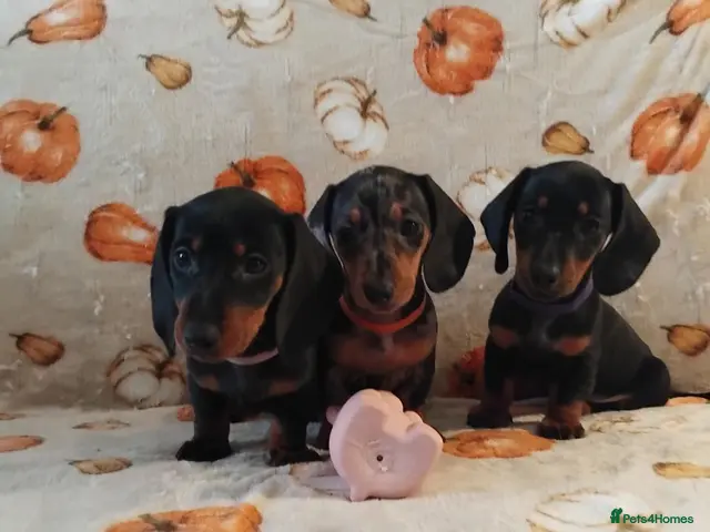 Miniature Dachshund dogs Miniat Dachshund puppy READY TO LEAVE - Advert 18