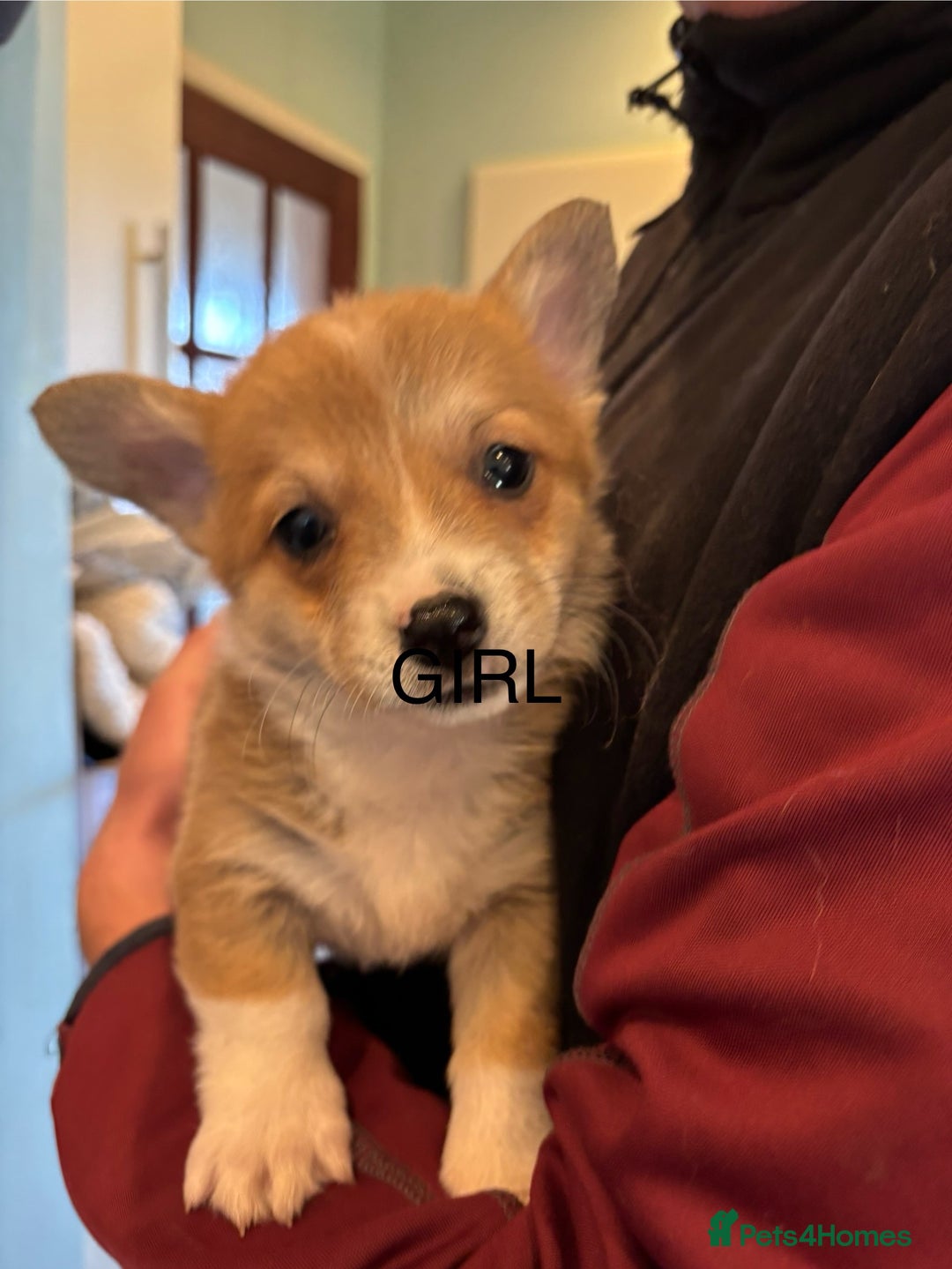 Welsh Corgi Pembroke dogs for sale: Four beautiful Pembroke Welsh Corgis - Advert 4