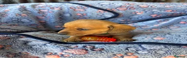 Dachshund 10