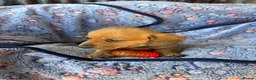 Dachshund dogs for sale: Dutch hound Puppys for sale - Advert 10