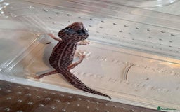 Leopard Gecko reptiles for sale: Young Leopard Geckos for sale - Advert 2