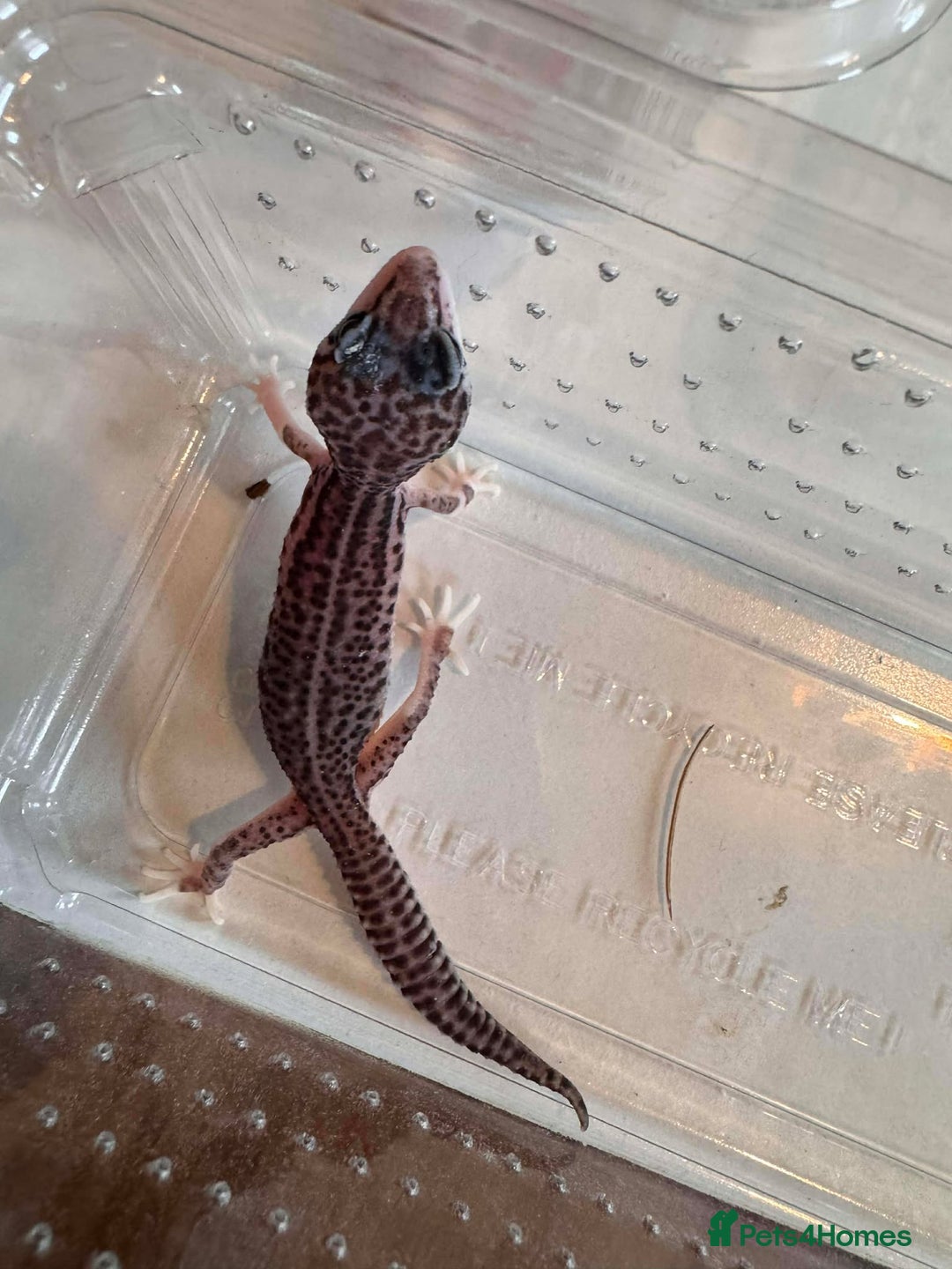 Leopard Gecko reptiles for sale: Young Leopard Geckos for sale - Advert 2