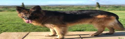 German Shepherd dogs for sale: Stunning German Shepherd puppies for sale  in Templecombe - Advert 2