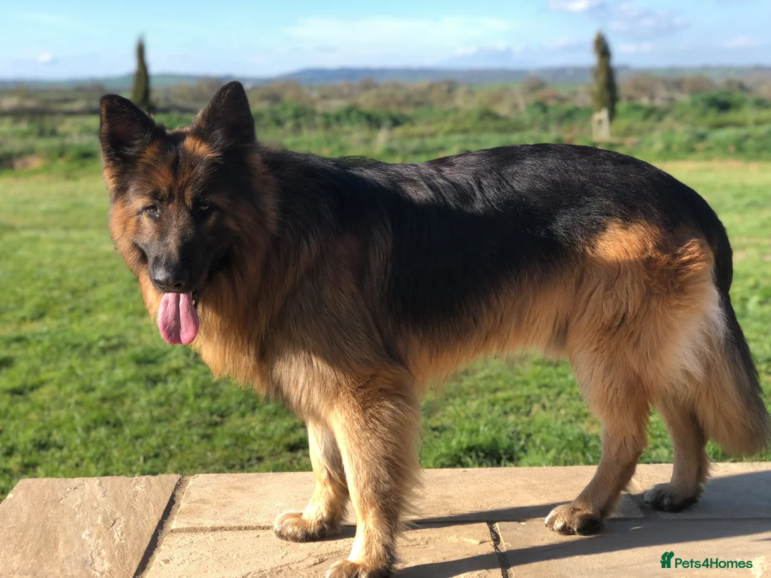 German Shepherd dogs for sale: Stunning German Shepherd puppies for sale  in Templecombe - Advert 2
