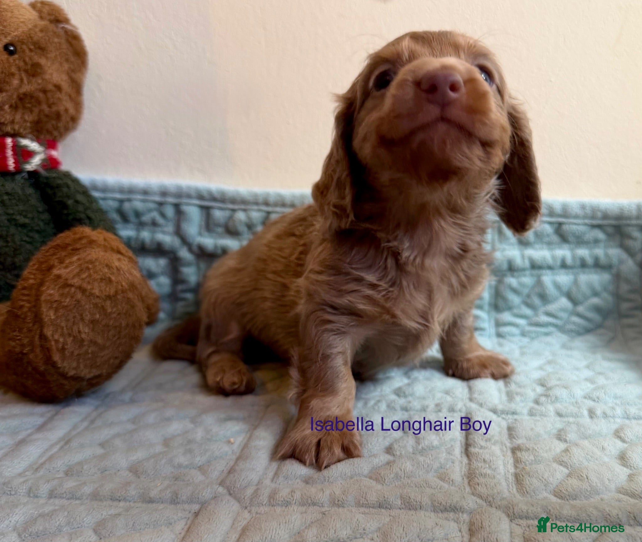 Miniature Dachshund dogs Beautiful Miniature Dachshund Puppies - Advert 14