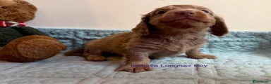 Miniature Dachshund 6