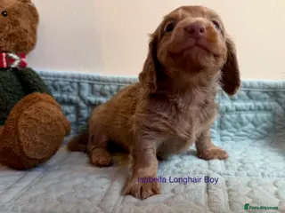 Miniature Dachshund dogs Beautiful Miniature Dachshund Puppies - Advert 14