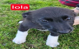 Mixed Breed dogs for sale: Girl TRI- due to unforseen circumstances - Image 16